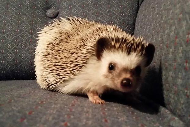 Amy the hedgehog