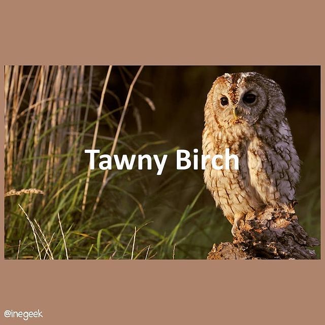 #pantone2020winterchallenge - Tawny Birch